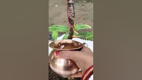 🧿🕉️2#अगस्त आंवला वृक्ष के नीचे एक चुटकी हल्दी और एक लोटा जल से करें धन संपदा के उपाय#pradeepmishra