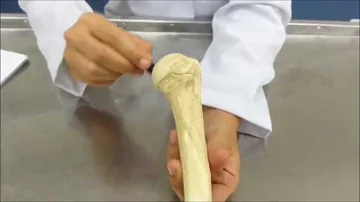 Qual é o formato do osso úmero?