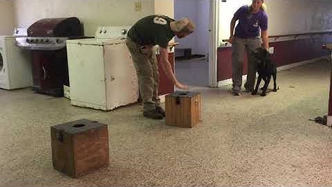 Training Narcotics Detection dogs with a BSD box