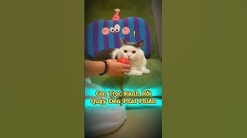 Con Trọc Rảnh Rỗi Quậy Đến Phát Phiền🐱🤣 #thúcưng #vậtnuôi #chómèohàihước #funny #meohera