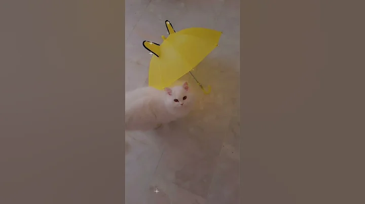 Watch the video about White persian cat🤍 my cute Candy🍬😻