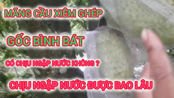 🔴  MÃNG CẦU XIÊM GHÉP GỐC BÌNH BÁT CÓ CHỊU NGẬP NƯỚC KHÔNG & CHỊU NGẬP ĐƯỢC BAO LÂU | KÝ SỰ ĐỜI TUI 