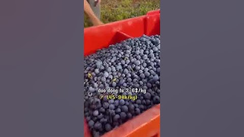 Làm Farm Úc thu hoạch việt quất