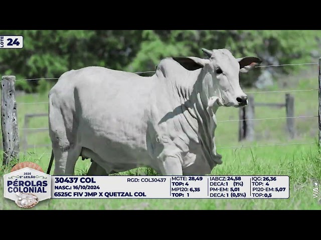 LOTE 24