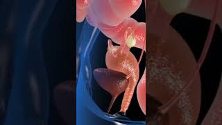 Anatomy Of Uterus 3D Animation