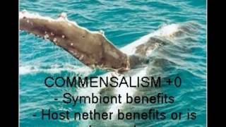 symbiosis 2.wmv