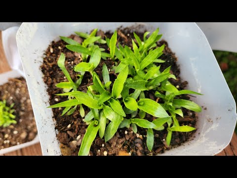 Rattlesnake Master: 5 Steps to Grow and Care for This Unique Plant