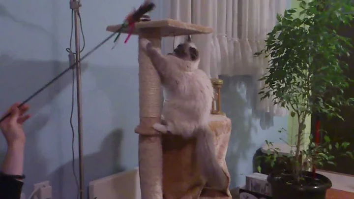 Watch the video about Sibirska macka Neva Masquarade.mp4