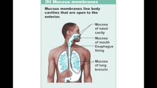 Chapter 4.6 Covering and Lining Membranes BIO201