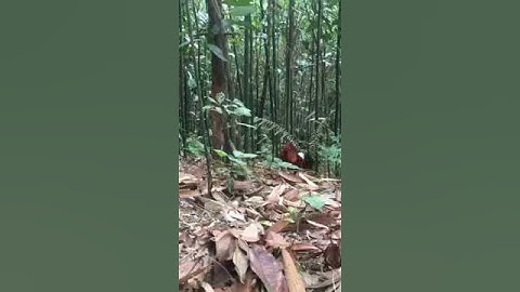 ต่อไก่ป่า cuab qaib qus