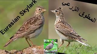 صوت المطوق الزرعي الجرجس song eurasian skylark