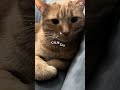 Music that makes cat calm #calmmusicforcats #cat #studywithmeandmycat #cute