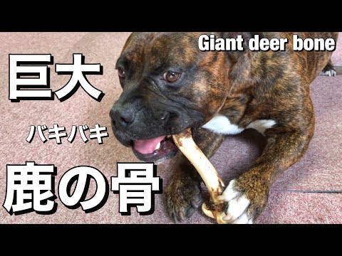 【大食い犬ASMR】鹿の骨をバリバリ噛み砕く音が衝撃すぎる動画【アメリカンブリー】Crush the deer bones 【American Bully】