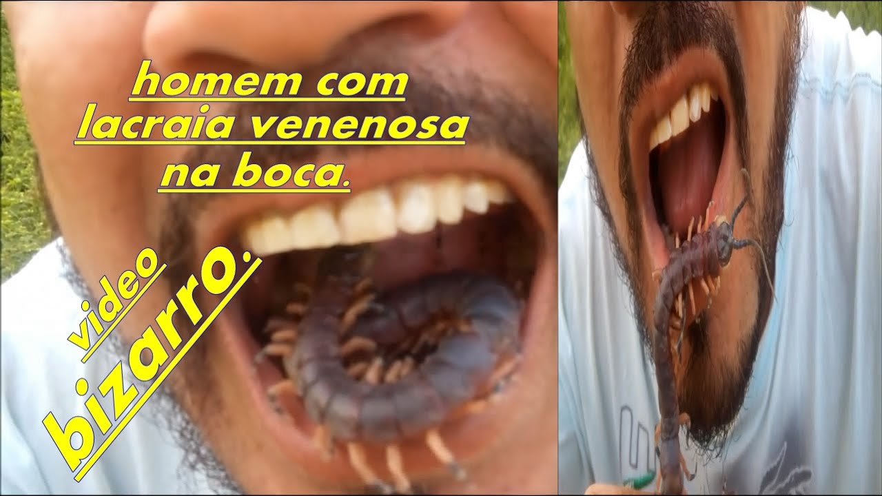 bizarro homem coloca lacraia venenosa dentro da boca youtube