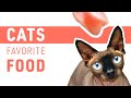 Cats Favorite Food | What to Feed Cat | My Cat Eats