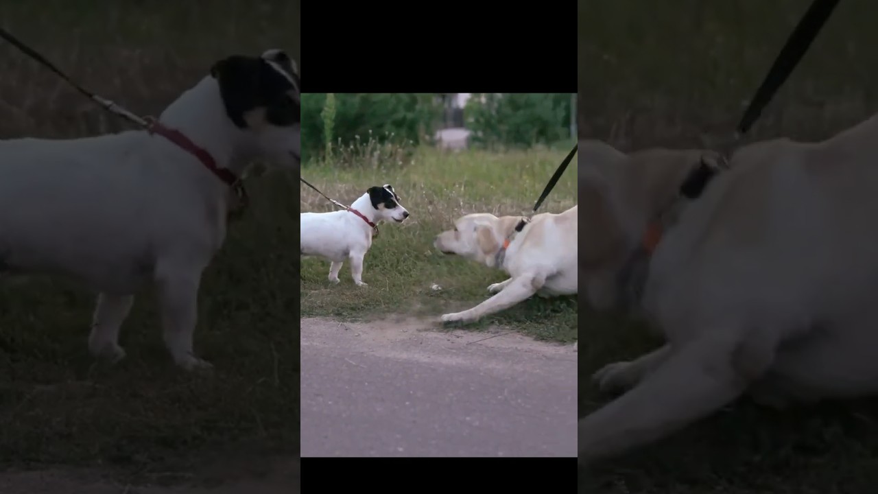 Can You Handle a Strangers Aggressive Dog