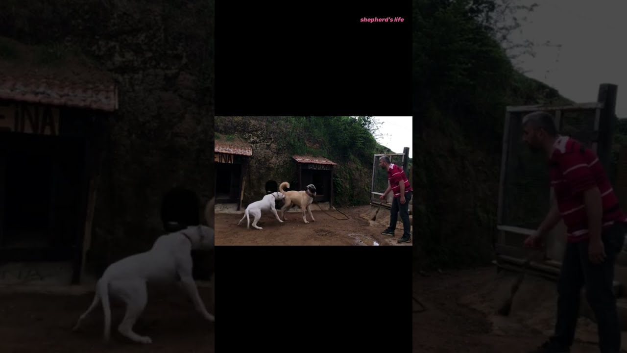 What Happens Next Dogo Argentino Attacks A Kangal