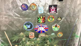 Growing  CBD HEMP With 3 Different LED’S.... The Results So Far...
