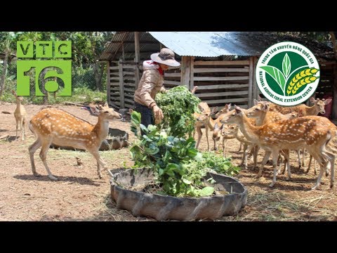 Video: Làm Thế Nào để Chăn Thả Hươu