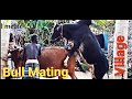 Bull Mating | Village life style | Animals Life