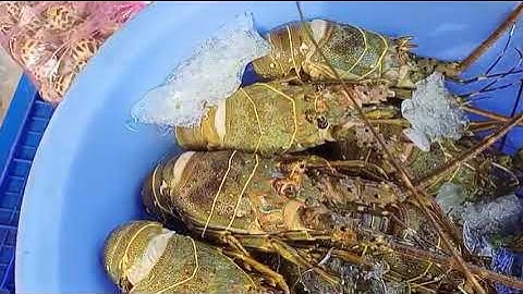 TÔM HÙM PHAN THIẾT. - Hải Sản Mỹ Tâm Phan Thiết 0367996390