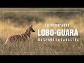 Fotografando o lobo-guará na Serra da Canastra