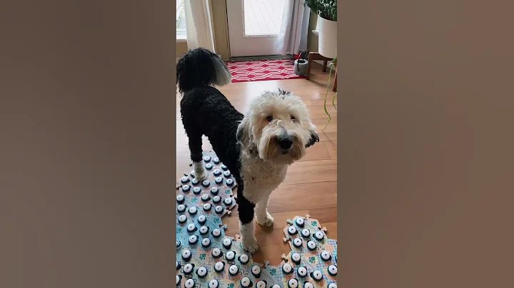 Dog Why Dog | What About Bunny