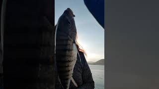12- herrera XL por mi mujer su primer dia de pesca en Cantabria
