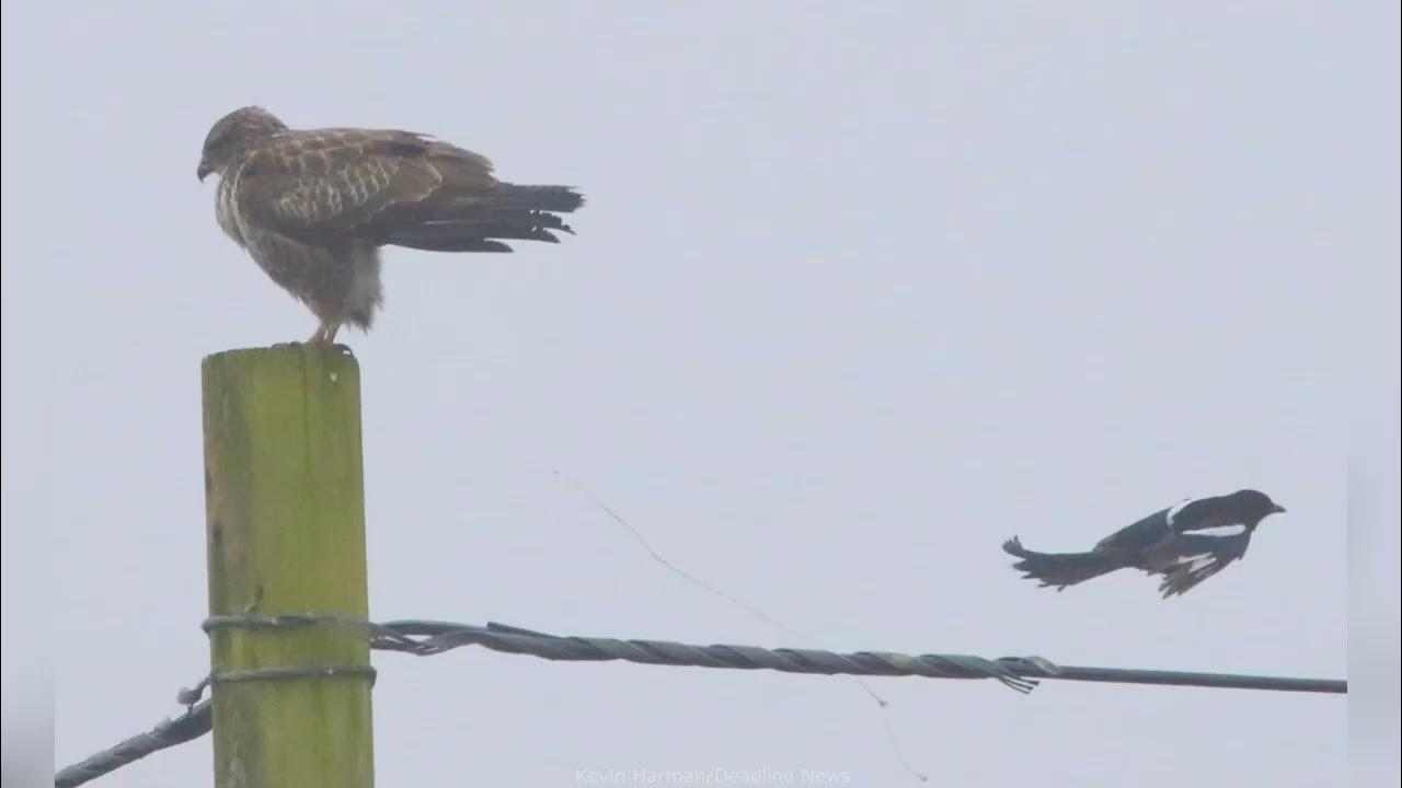 Photographer captures hilarious series of images showing buzzard pooping on unfortunate magpie