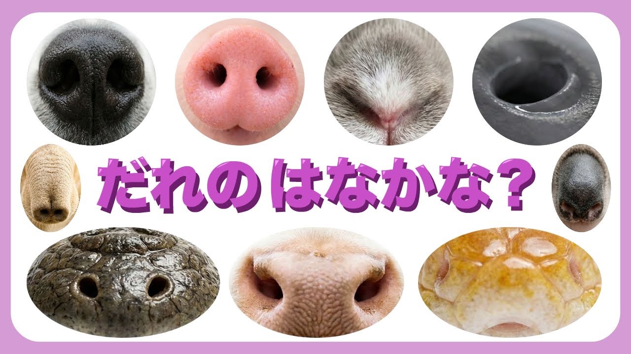 だれのはなかな?🐾 全37問!たのしい動物のはなクイズ|ブルファント知育動画 - YouTube