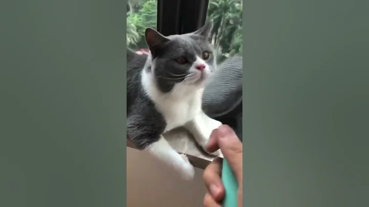 Video 11855851: best funny cat, cute cat, baby cats