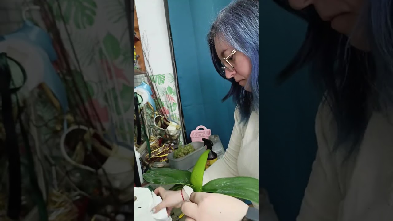 Orhideea phalaenopsis-metode de salvare