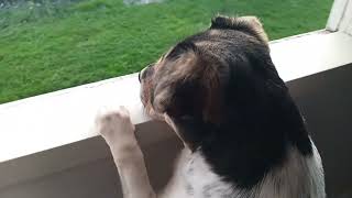 Rescue Dog Sees A Hedgehog For The First Time