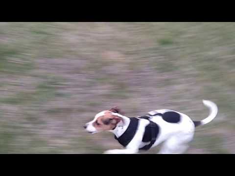 Very Fast Doggo Running At Incredible Hihg Speed Youtube - very fast doggo running incredible hihg speed roblox