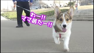 韓国の保護犬だったコーギーが飼い主を見つけて走ってくる姿がめちゃくちゃ愛おしかった【ハンガンチメク한강치맥】