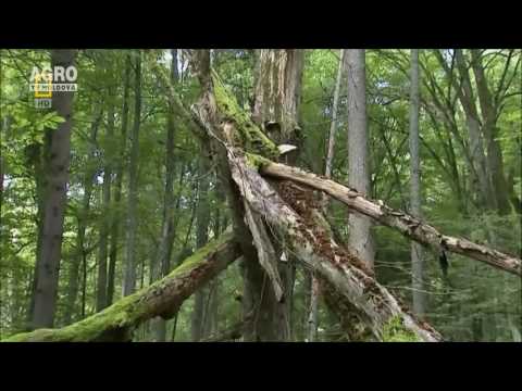 Video: Cea Mai Veche Pădure Care S-a Protejat De Umanitate - Vedere Alternativă