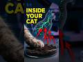 How Cats Get Roundworms From Dirty Soil #cathealth