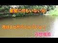 夜間撮影　昼間何もいない池　夜はエビがうじゃうじゃ！スジエビの夜の生態