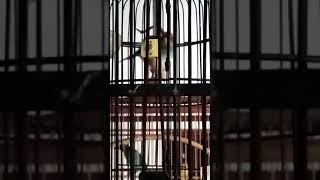 Prenjak Jantan Ngetiir, Belajar Gacor