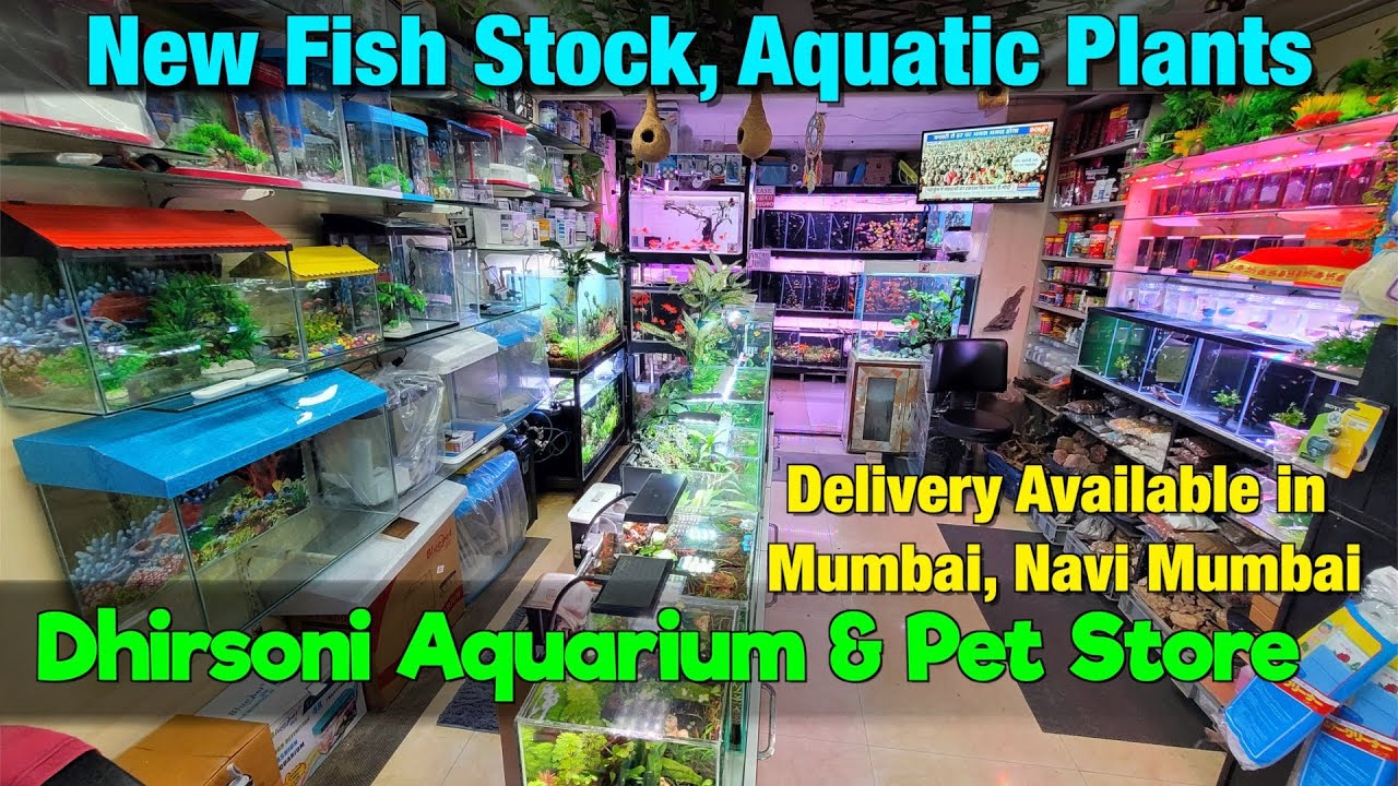 New Aquarium Fish Stock at Dhirsoni Aquarium Store I Delivery available ...