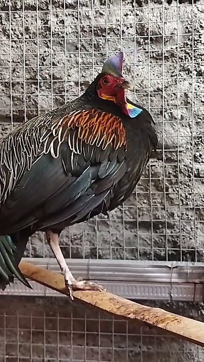 #ayamhutan #ayamhutanhijau #youtubeshorts #viralvideo #viralshorts #shorts #trendingshorts #short