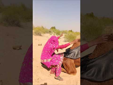 م نظ ر م ده ش الس ي د ة الق ر و ي ة س ق ط ت أثناء ص عود ها ع ل ى الج م ل 