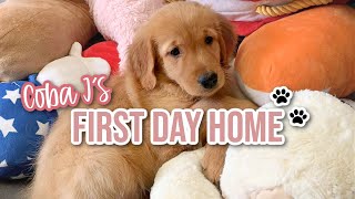 First 24 Hours With Our New Golden Retriever Puppy | First Full Day With Our New Puppy
