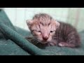 Cat kitten