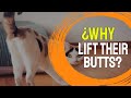 😽¿WHY Do CATS Lift Their BUTTS?