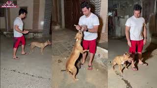 american staffordshire terrier on attack training (asad with pets)