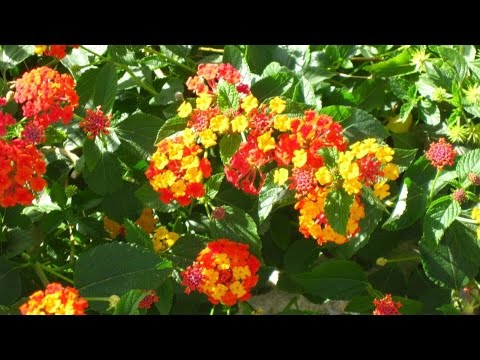 Video: Pedilanthus (45 Fotos): Pflege Einer Zimmerblume Zu Hause. Was Ist, Wenn Seine Blätter Fallen? Pflanzenvermehrung Durch Stecklinge Und Schnitt