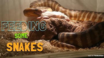 Woma python forgets how to eat