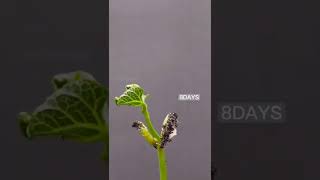 How To Grow सयबन म अकरण Seed