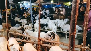 sheep's and goat for sale in Bangalore, HBR layout amingad, bannur sheep's #bakraeidspecial #2022